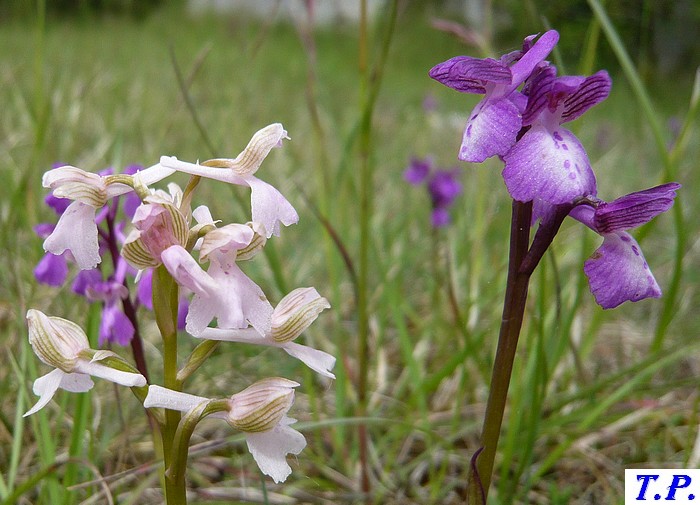 Orchis morio - Orchis bouffon 3